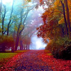 a road that is surrounded by trees with leaves on the ground and fog in the air