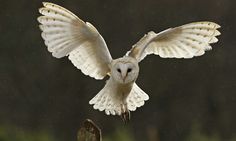 an owl is flying over a wooden fence