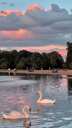 two swans swimming in the water at sunset