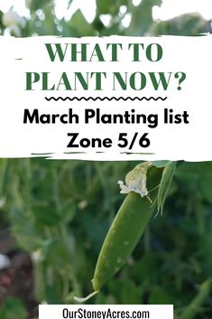 a plant with the title what to plant now? march planting list zone 5 / 6