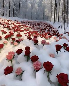 many red and pink roses are in the snow