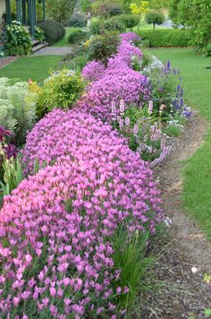 the flowers are blooming along the side of the path in the garden, which is lined with trees and shrubs