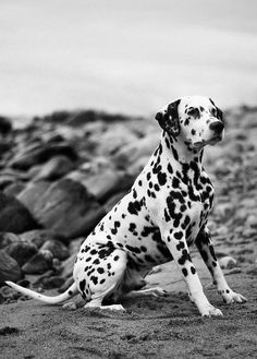 a black and white dalmatian dog sitting on rocks