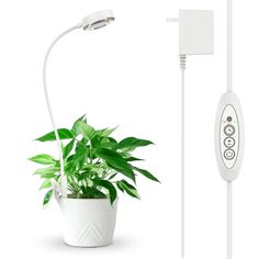 a green plant in a white pot next to an electric light and remote control on a white background