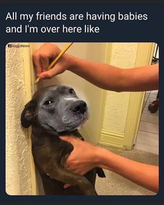 a dog is being petted by someone who is brushing it's teeth with a toothbrush