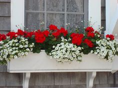 red and white flowers in a window box