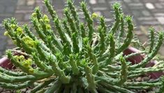 a close up of a plant in a pot with dirt on the ground behind it