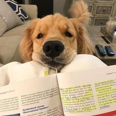 a golden retriever dog laying on top of an open book