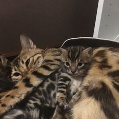 three kittens laying on top of each other