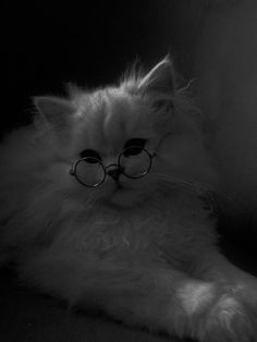 a fluffy white cat with glasses on it's face