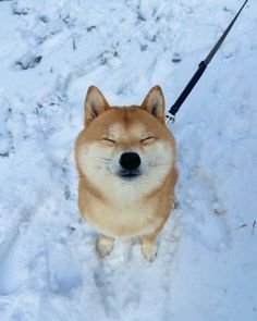 a dog with its eyes closed sitting in the snow