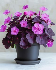 a potted plant with purple flowers in it