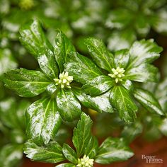 some green leaves with white flowers on them