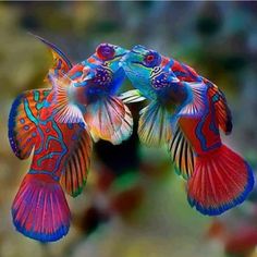 two colorful fish are flying in the air