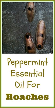 two brown shoes with the words peppermint essential oil for roachies on them