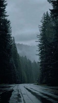 the road is wet and dark with trees on both sides