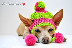 a small dog wearing a pink and green knitted hat with pom - poms