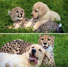 two pictures of a dog and a cheetah laying in the grass with their mouths open