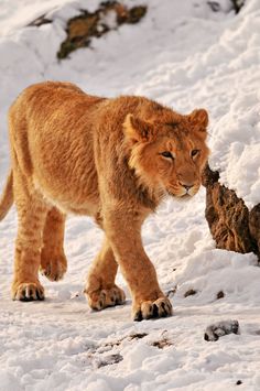 a young lion walking through the snow