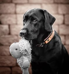 a black dog holding a stuffed animal in its mouth and looking at the camera while standing next to a brick wall