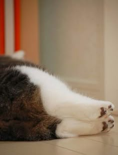 a cat laying down on the floor with its paws stretched out and it's eyes closed