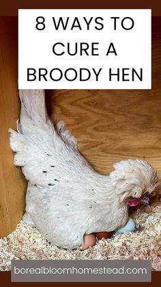 a white chicken with the words 8 ways to care a broody hen on it's back