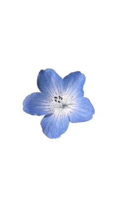 a single blue flower is shown against a white background