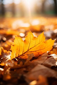 a yellow leaf laying on top of leaves in the ground with sunlight shining through it