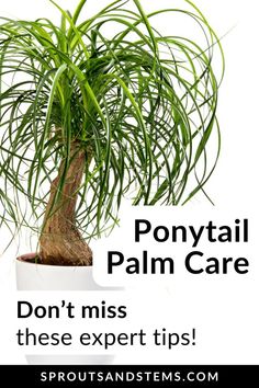 a palm tree with the words don't miss these expert tips on how to care for it