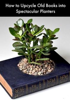 a small potted plant sitting on top of a book with the title how to upcycle old books into spectacular planters