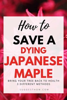 the words how to save a dying japanese maple on top of red flowers with text overlay