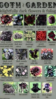 an image of different flowers and foliages in the garden for each type of plant