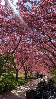 bicycles are lined up on the sidewalk under pink trees in blooming cherry blossoms, with people walking by