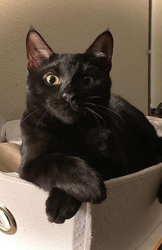 a black cat sitting in a white container