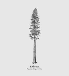 a black and white photo of a tree with the words redwood written in front of it