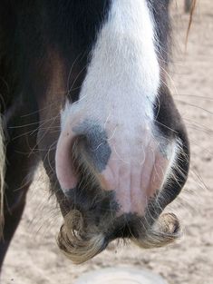 a close up of a horse's face with it's nose near a frisbee