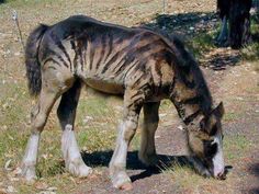 a horse that is eating some grass in the dirt and grass on the side of the road