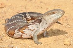 a brown and white lizard sitting on the ground