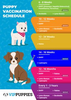 Vaccination Schedule for a Healthy Puppy | VIP Puppies Puppy Schedule, Puppy Training Tips, Frenchie Puppy, Calm Dogs, Dog Facts, Dog Care Tips