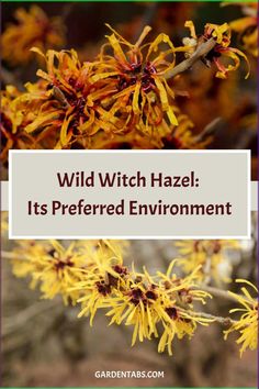 the words wild witch hazel it's preferred environment