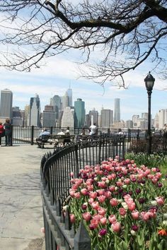 pink tulips blooming in the foreground and new york city behind them