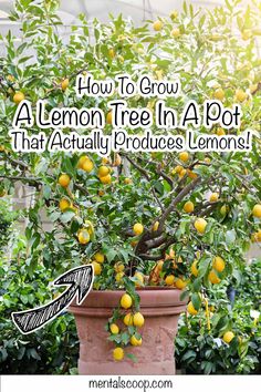 an orange tree in a pot with the words how to grow lemon tree in a pot that actually produces lemons