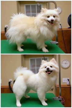 two pictures of a small white dog standing on a green surface