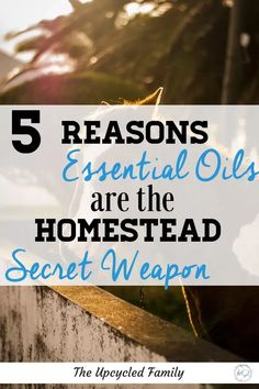 5 Reasons essential oils on the homestead are essential! Save time, money, resources and stress with a few essential oils on hand. With answers for just about anything, a homestead could throw at you. From pest control to bug-bite relief. Looking to heal farm animals of infections, ailments, injuries, age-related issues then essential oils have got your back! #essentailoils #essentialoilsforanimals #essentailoilsforfarmanimals Homesteading Inspiration, Bug Bite Relief, Bite Relief, Survival Tactics, Laying Chickens, Modern Homestead, Bug Bite, Survival Hacks, Essential Oils For Colds