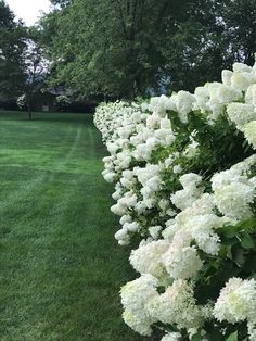 white flowers line the side of a green lawn