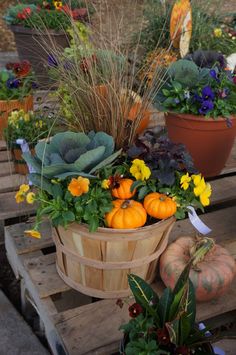 a wooden table topped with lots of potted plants and pumpkins on top of it