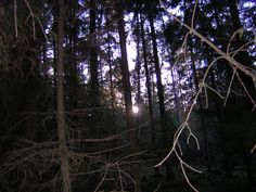 the sun is shining through the trees in the forest at night time, with no leaves on them