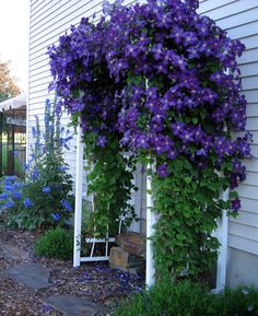 purple flowers growing on the side of a house