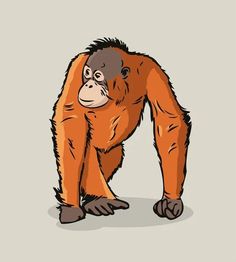 an orangutan standing on one leg and looking down at something in the other