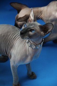 two hairless cats standing next to each other on a blue surface with one cat looking up at the camera